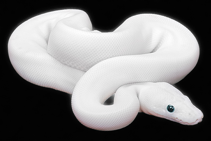 Python Blanc Serpent